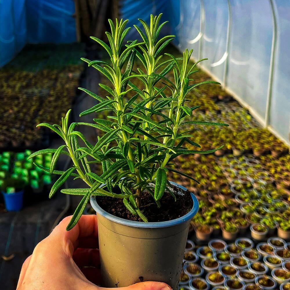 A potted rosemary plant in a polytunnel