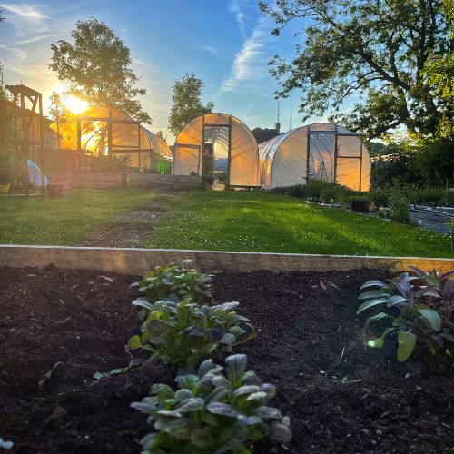 Sunset over three polytunnels in the garden