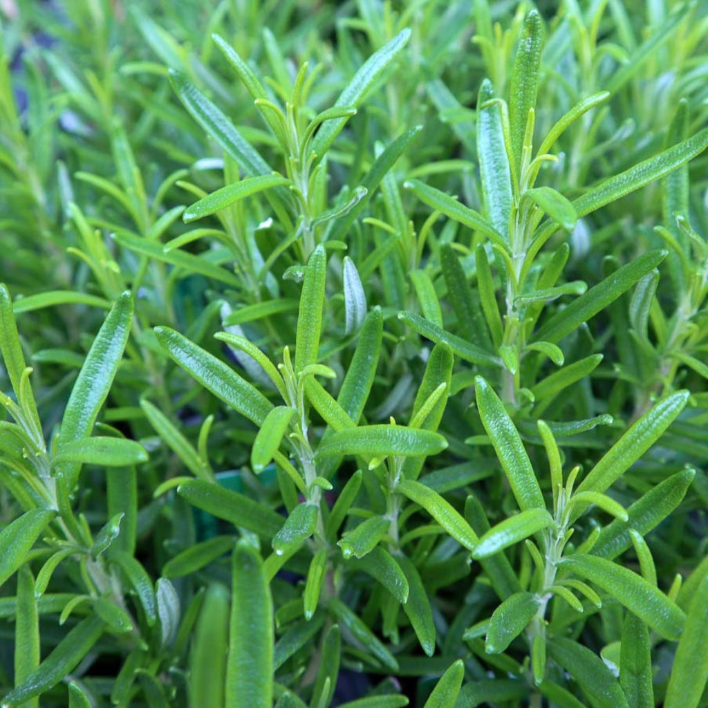 Hardy Winter Herbs Online Plants Urban Herbs Urban Herbs Shop
