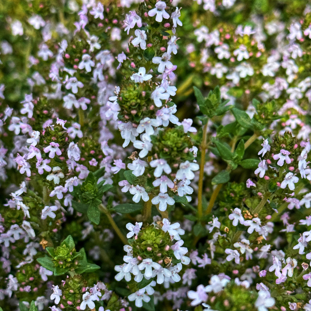 Hardy Evergreen Herb Collection