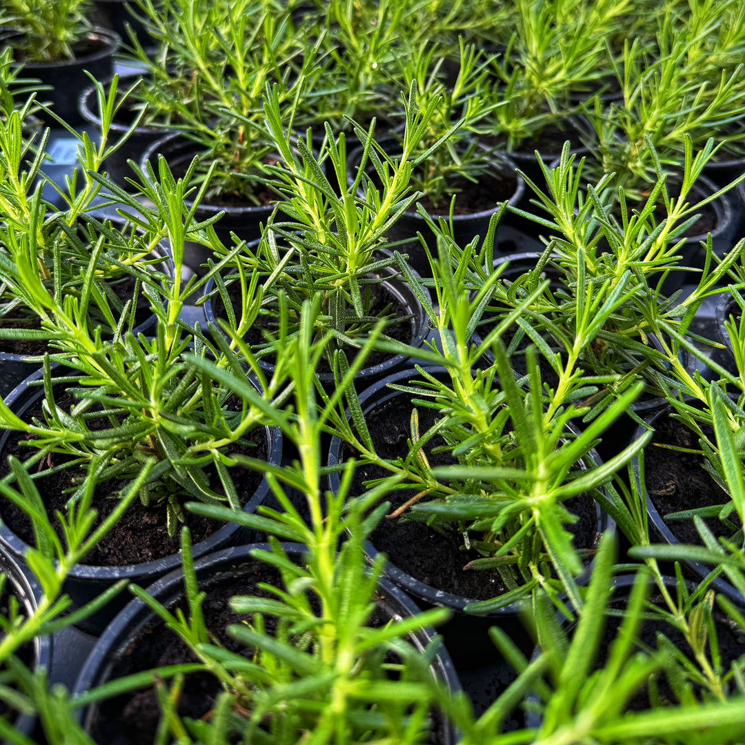 Speedy Rosemary