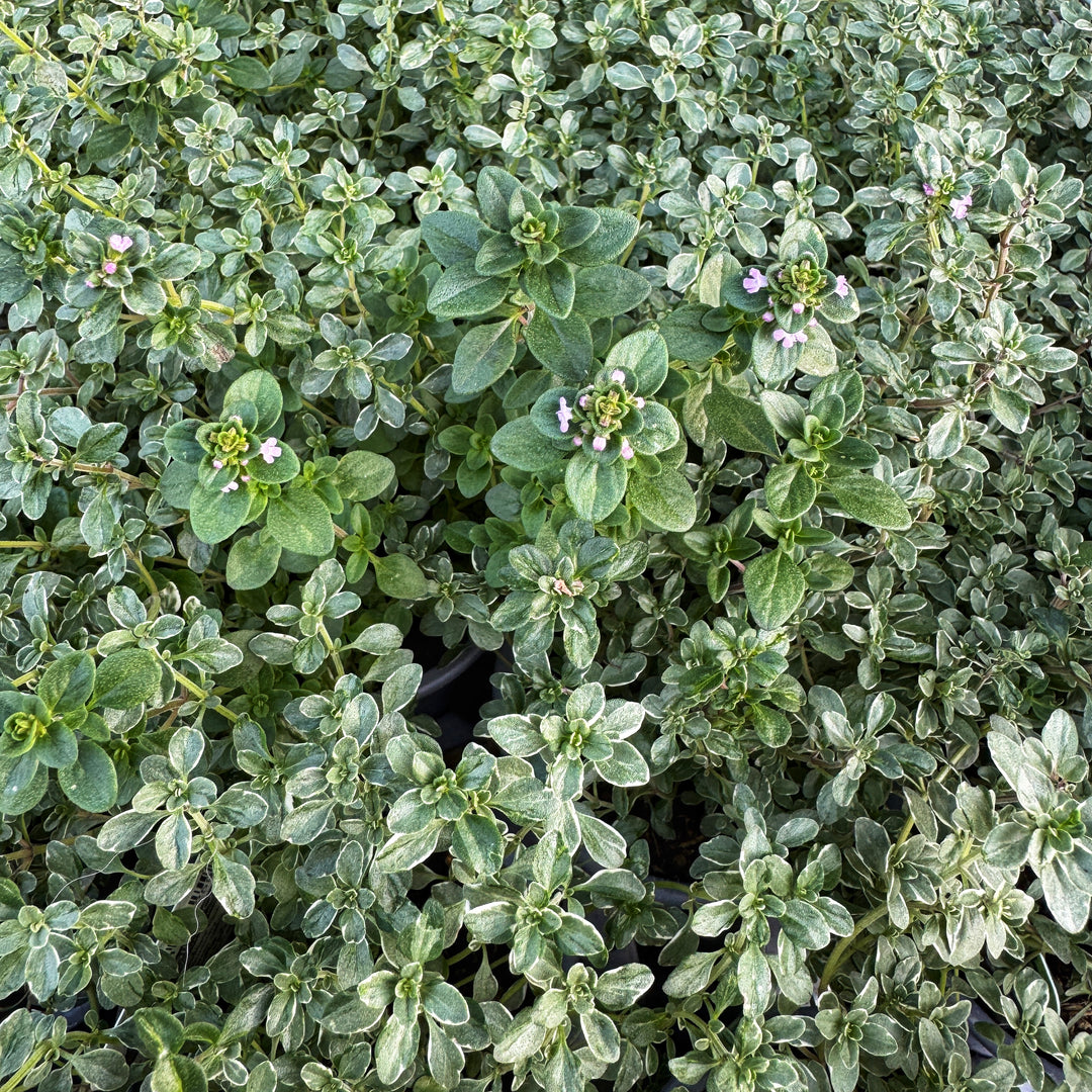 Thyme Silver Queen Plants