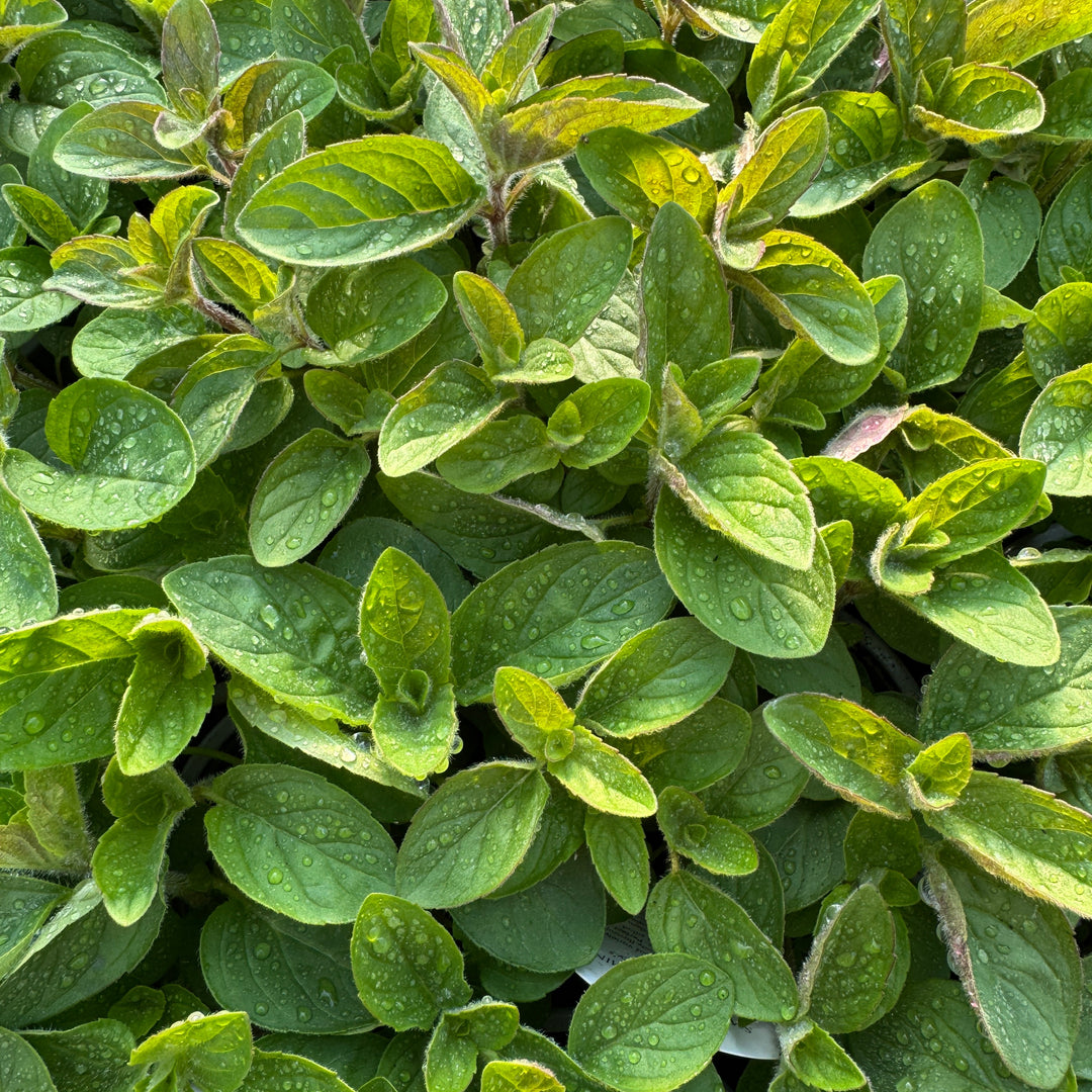 'Hillary's Sweet Lemon' Mint Plants