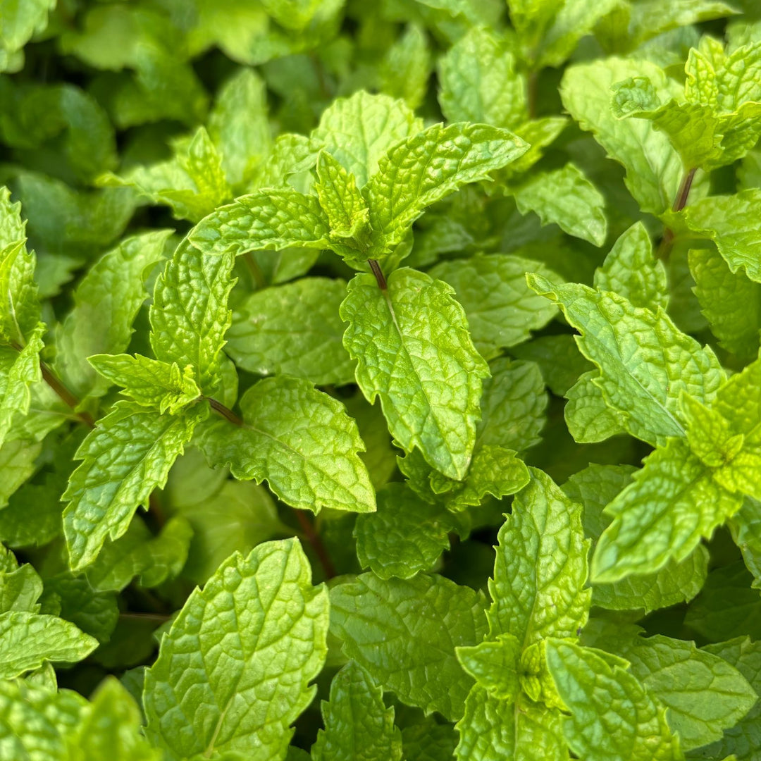 Kentucky Colonel Mint