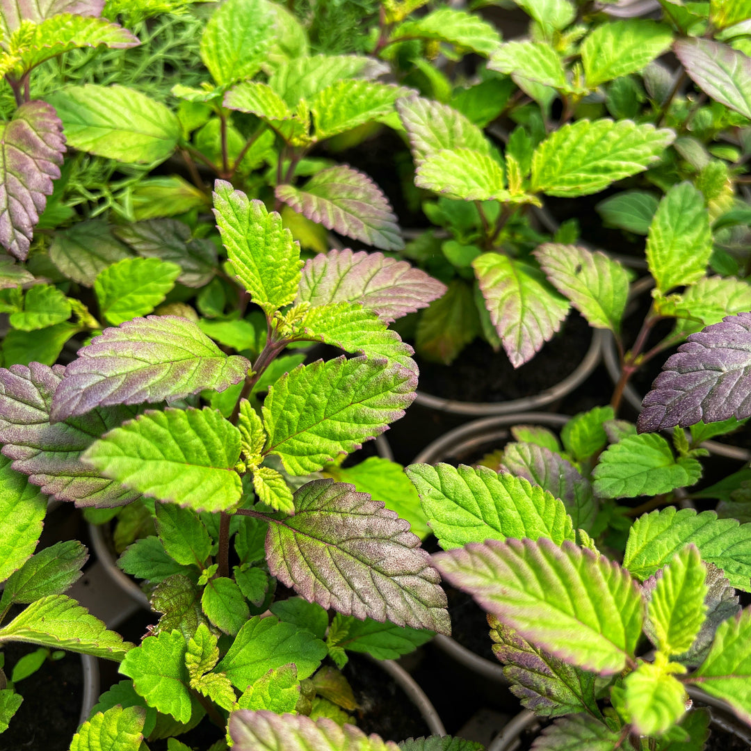 Aztec Sweet Herb Plants