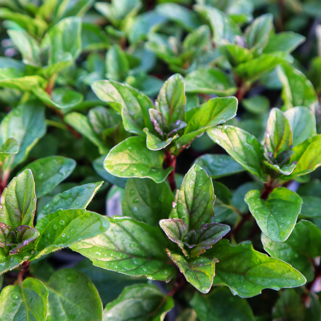 Jessica's Sweet Pear Mint Plants