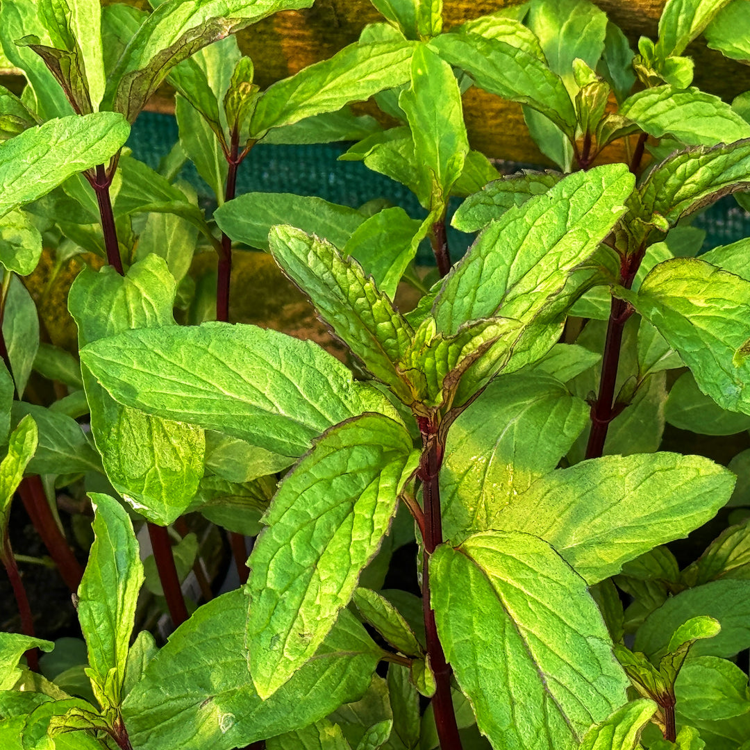 Thai Mint Plants