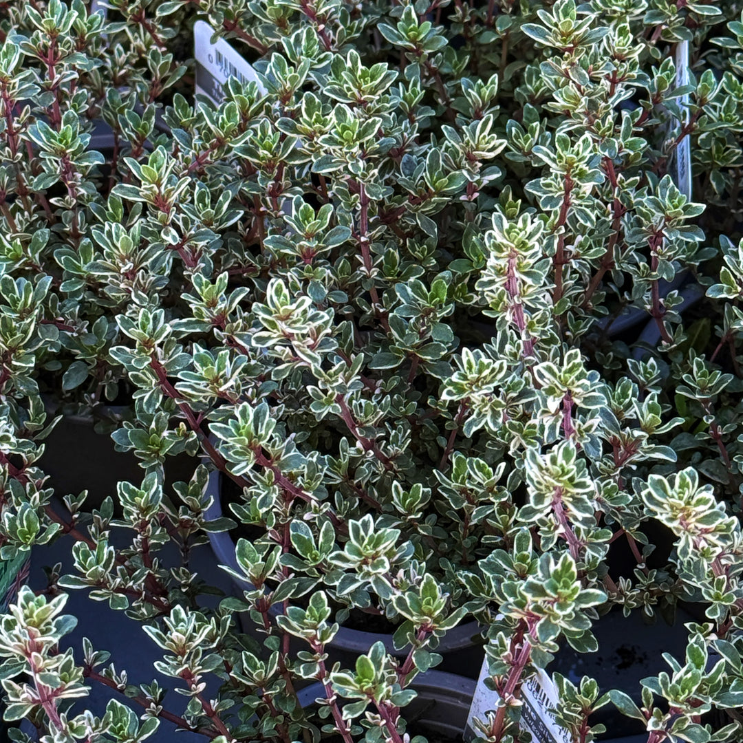 Thyme Silver Posie