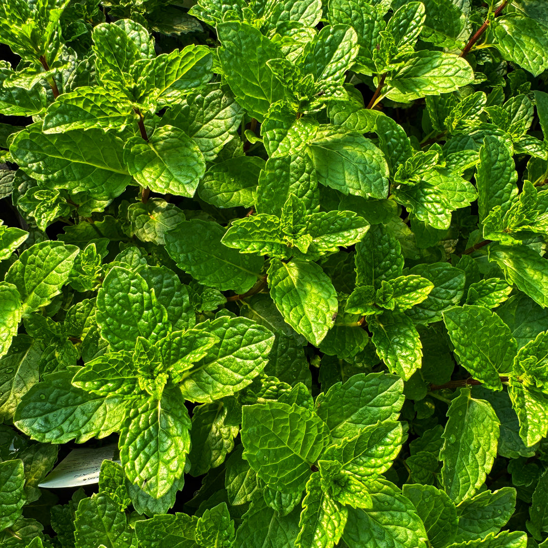 Moroccan Mint Plant