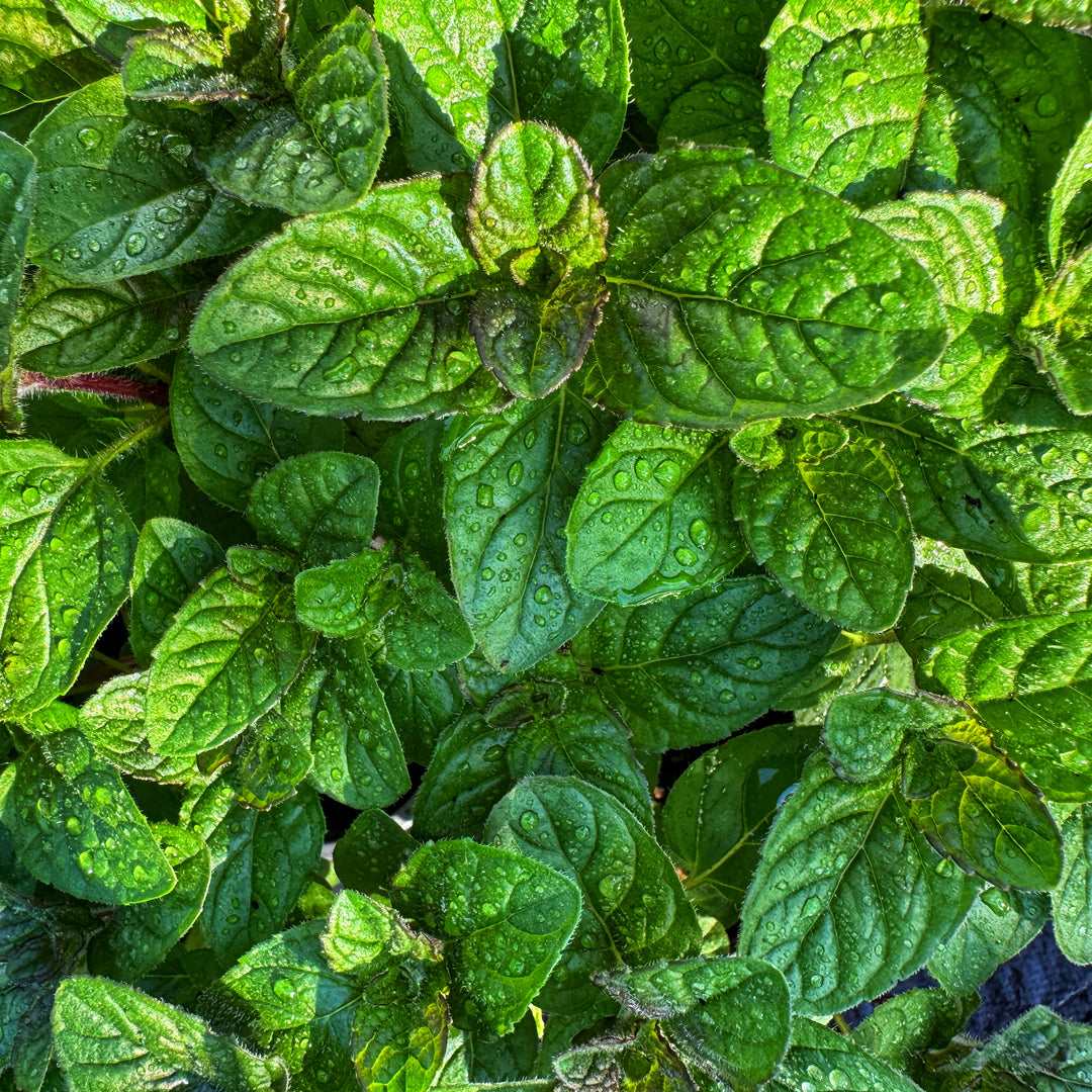 Blackcurrant Mint Plants