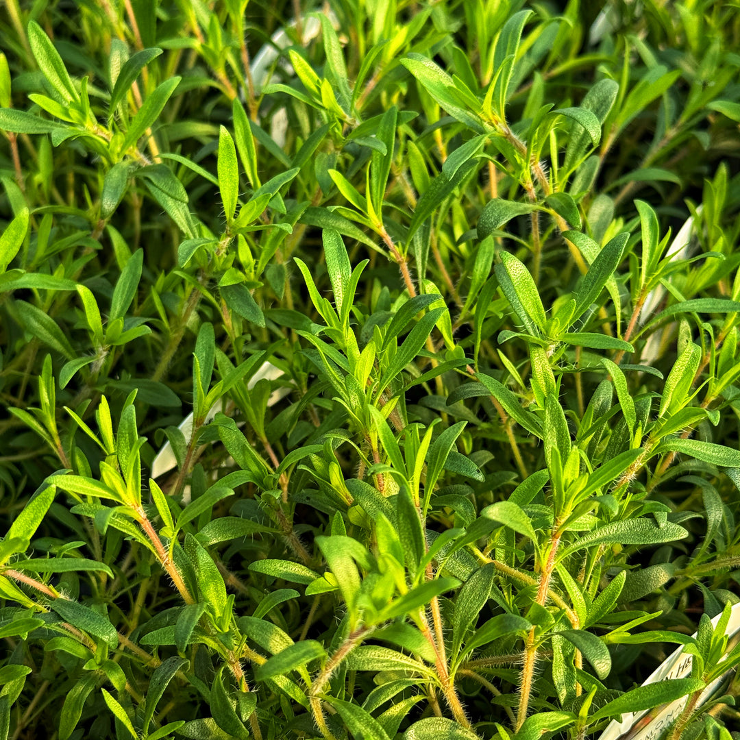Lemonade Thyme
