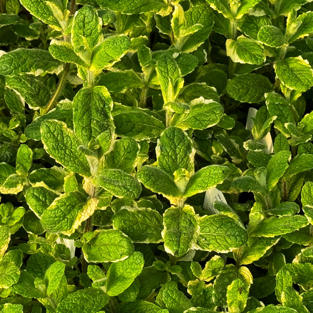 Pineapple Mint Plants