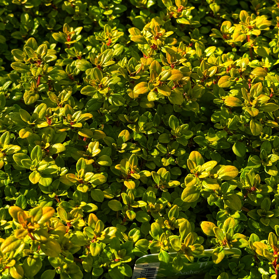 Thyme 'Archers Gold' Plants