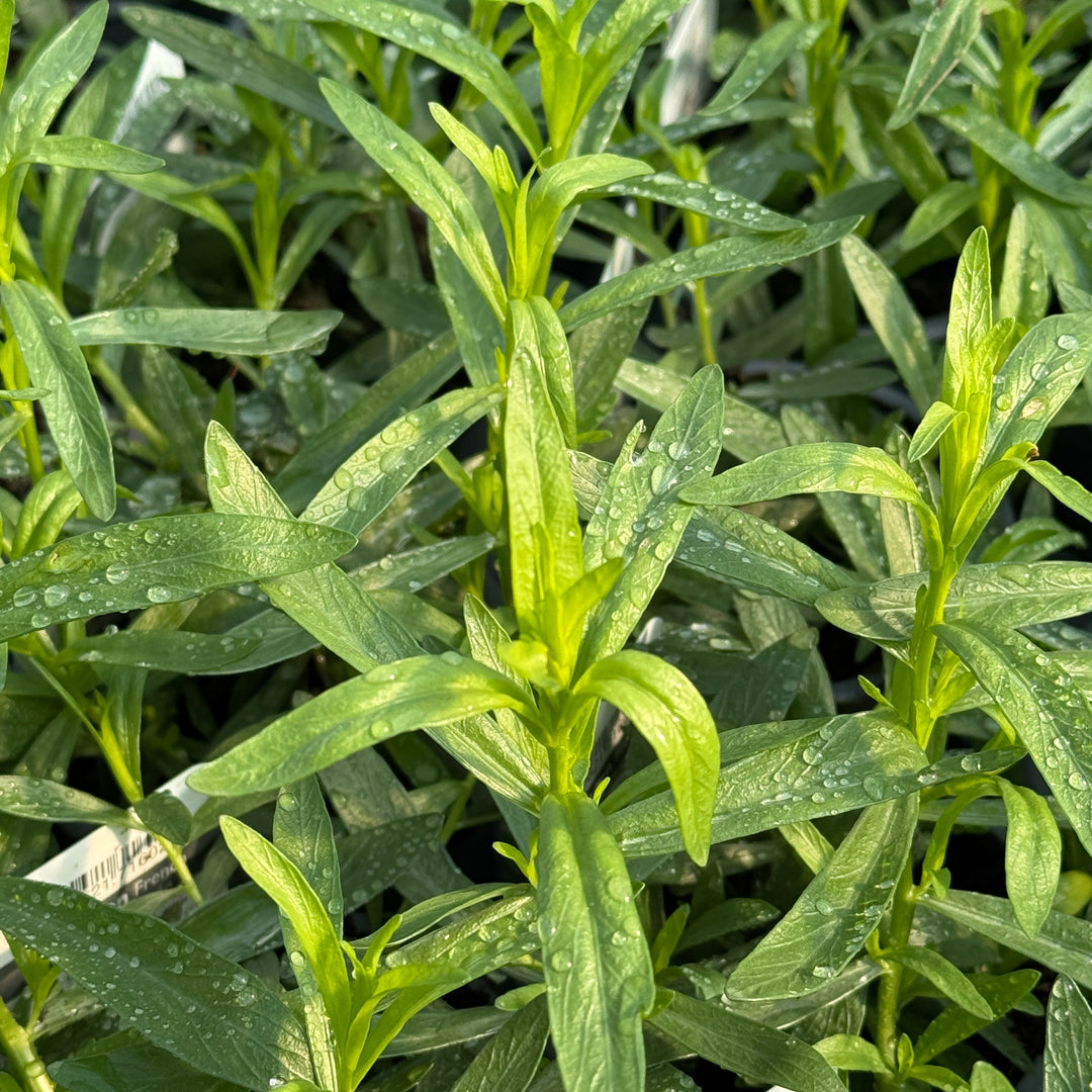 French Tarragon Plants