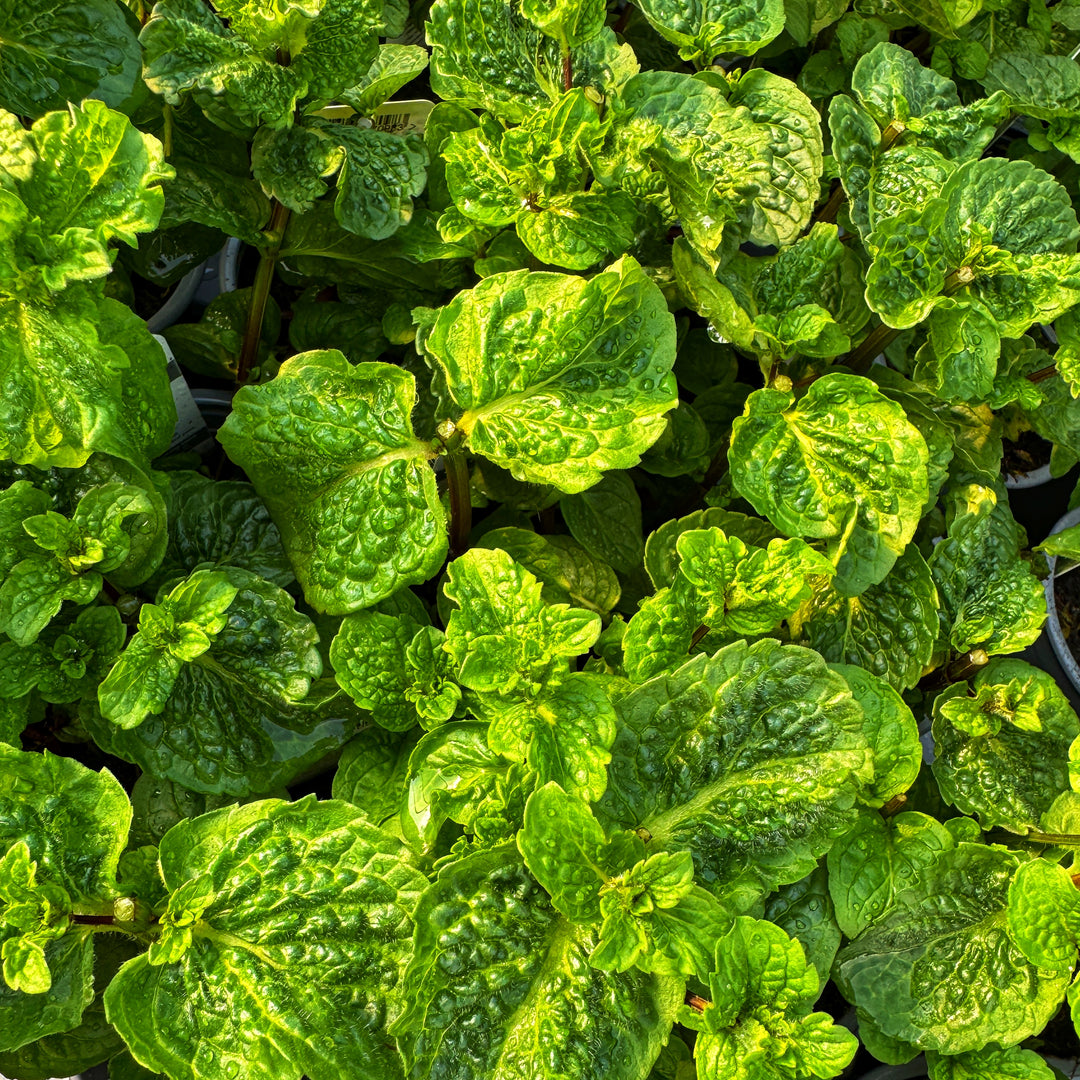 Mojito Mint Plants