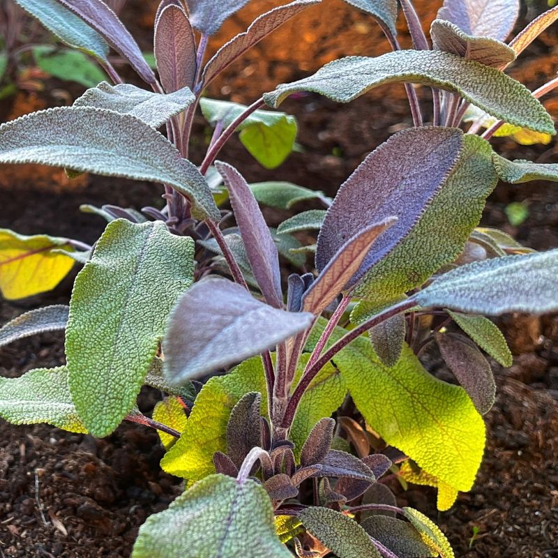purple leaves on pot plant Purple Sage Plants
