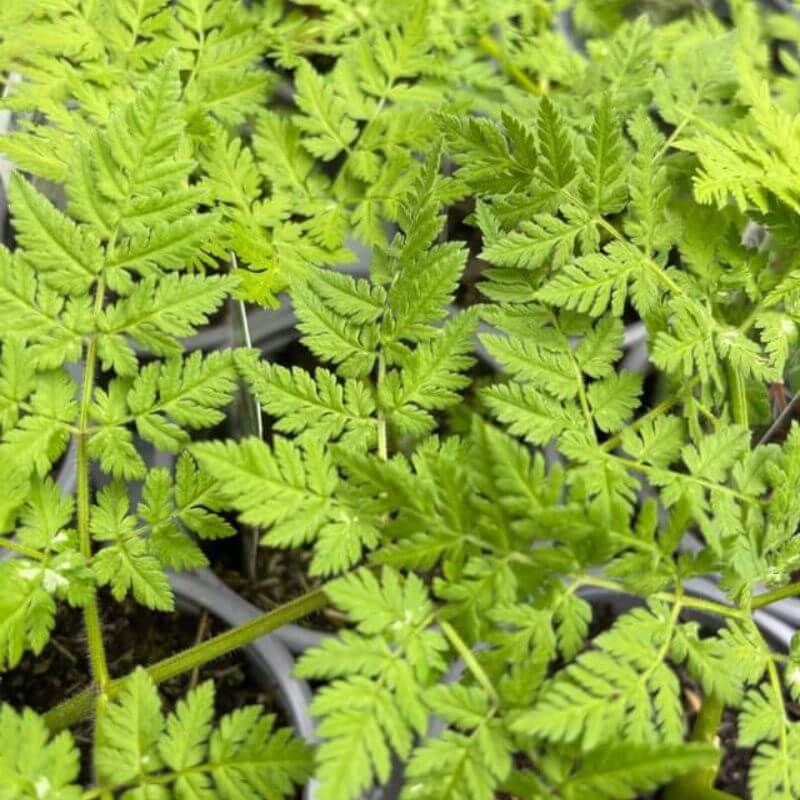 Sweet Cicely Plants