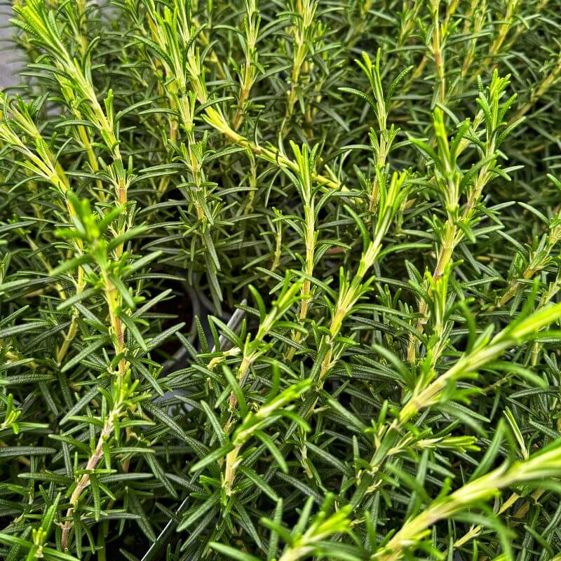 Rosemary 'Blue Lagoon'