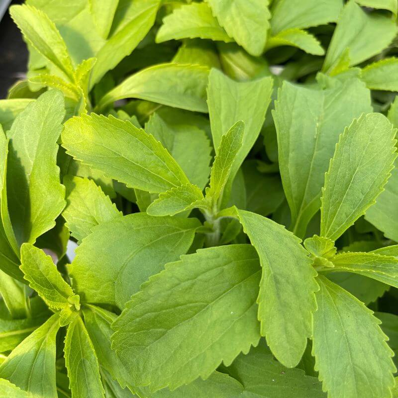 Stevia