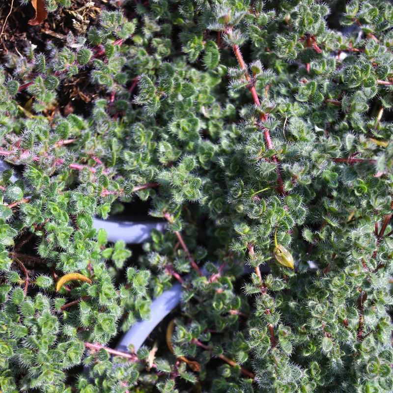 Woolly Thyme Plants