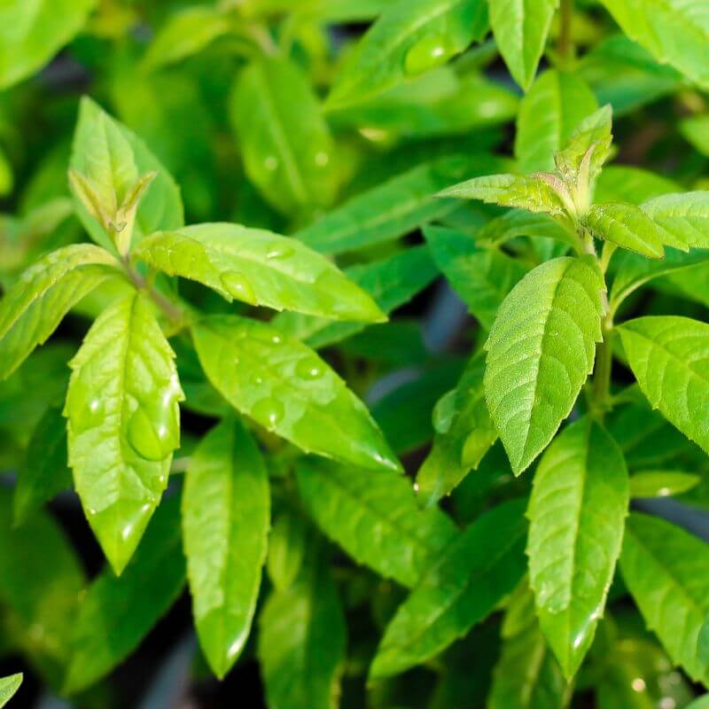 Lemon Verbena Plants
