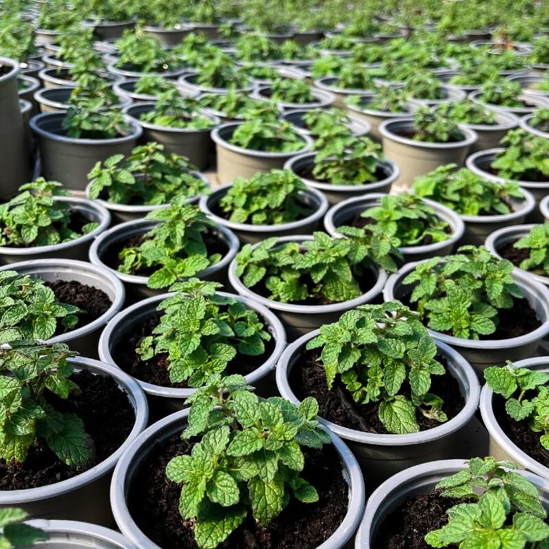 The 'Minted' Plants Collection