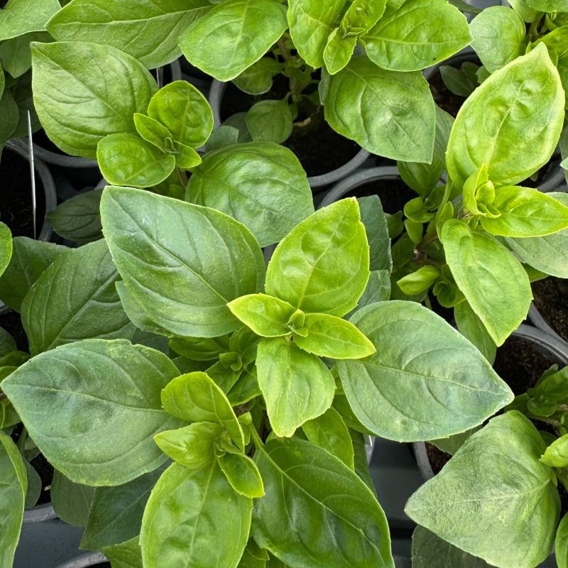 Basil 'Coldasil'