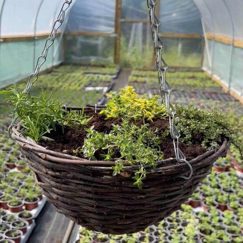 planting herbs in hanging baskets The Edible Hanging Basket Collection – Urban Herbs Shop