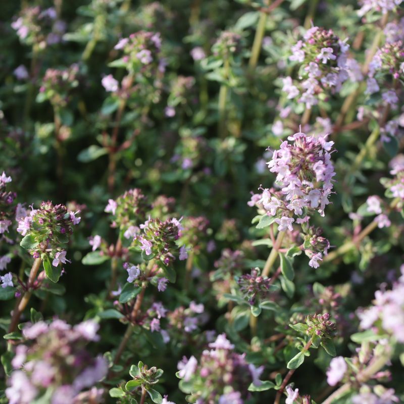 Thyme Silver Posie
