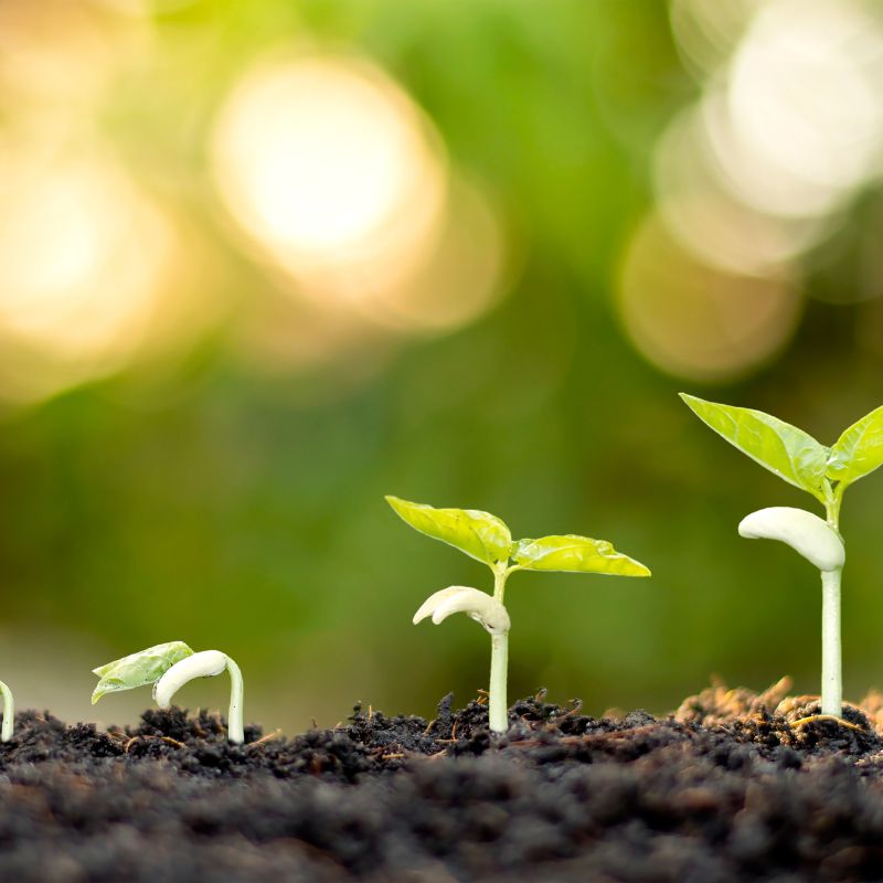 Grow On Seed Kit - 3 Month Subscription Gift