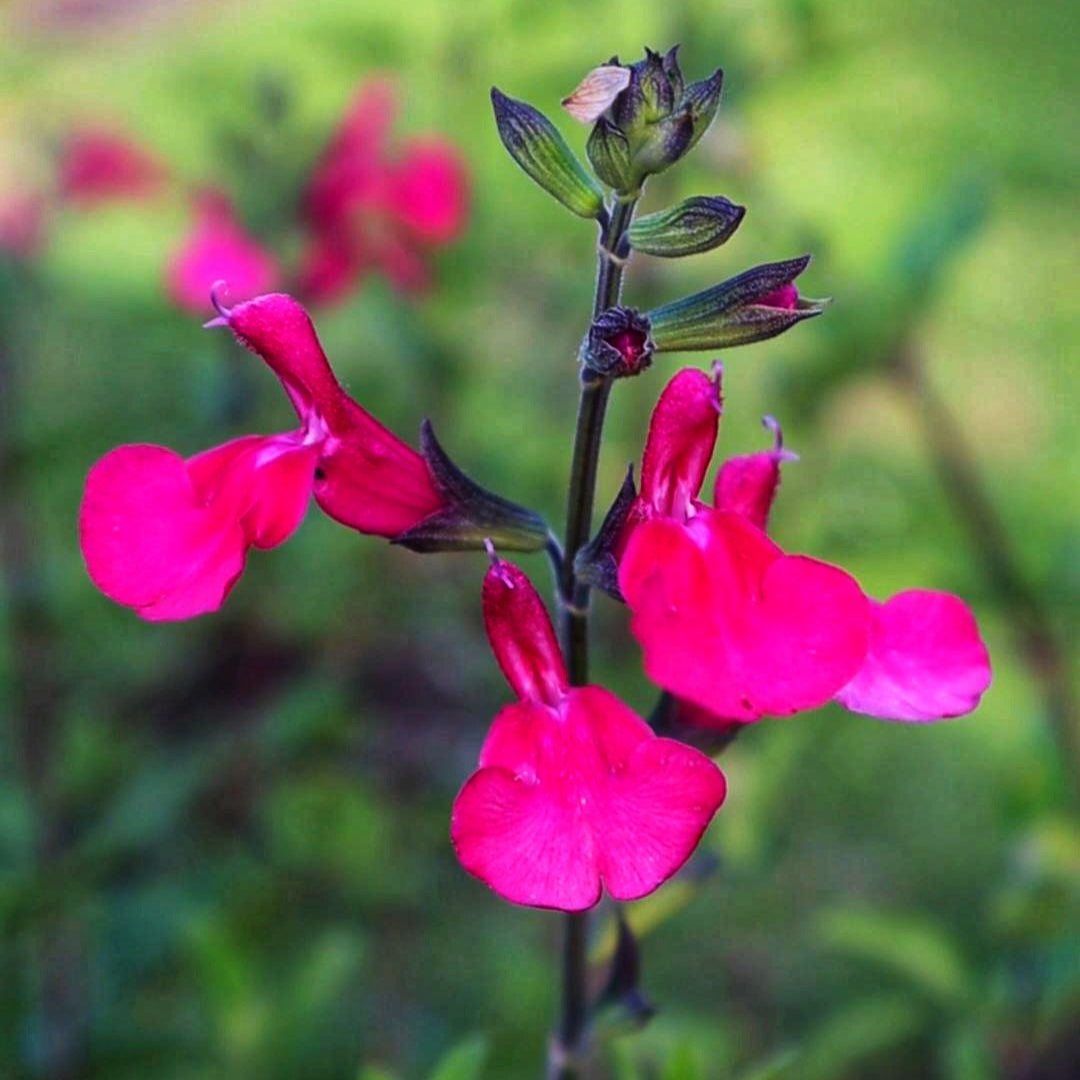 Blackcurrant Sage Plants