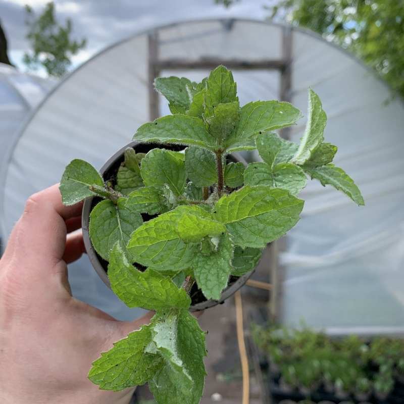 A pot of the herb Apple Mint in front of a polytunnel