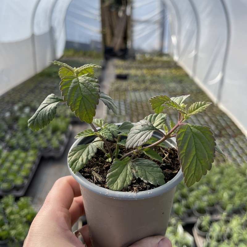 A pot of the herb Aztec Sweet Herb in a polytunnel
