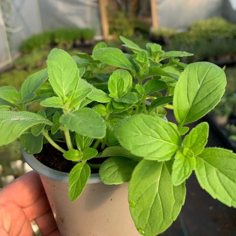 A pot of the herb Banana mint in a polytunnel