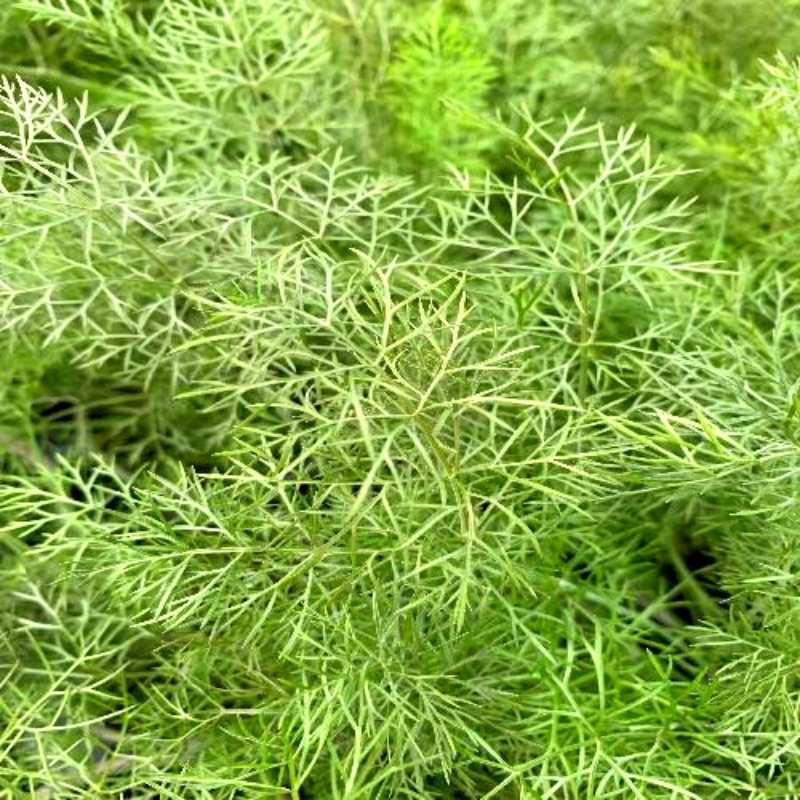 A close up of the foliage of a Bronze Fennel plant