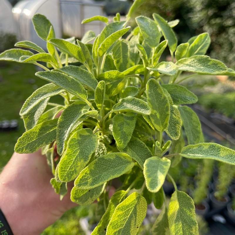 A handful of Golden Sage in the sun