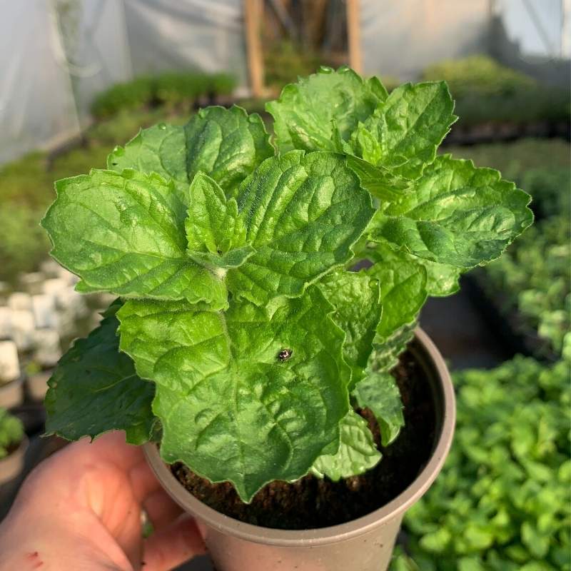 A pot of Grapefruit Mint