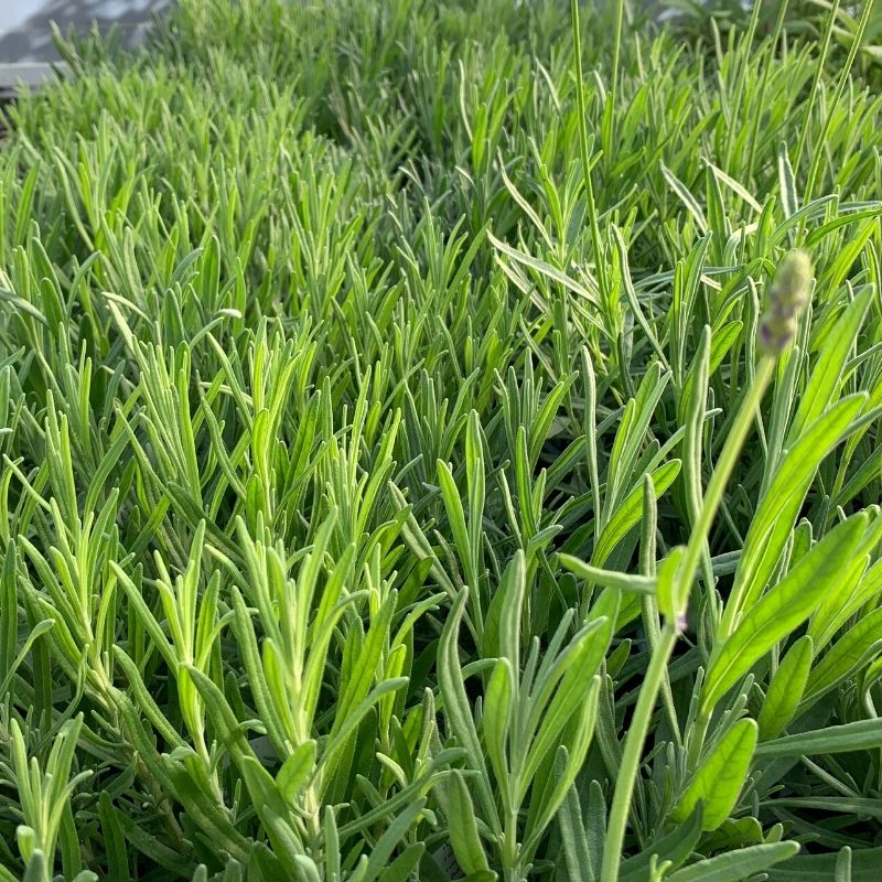 A selection of Lavender 'French'