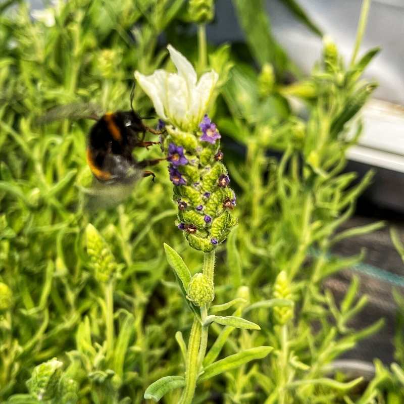 A bee collecting pollen on a Lavender stem