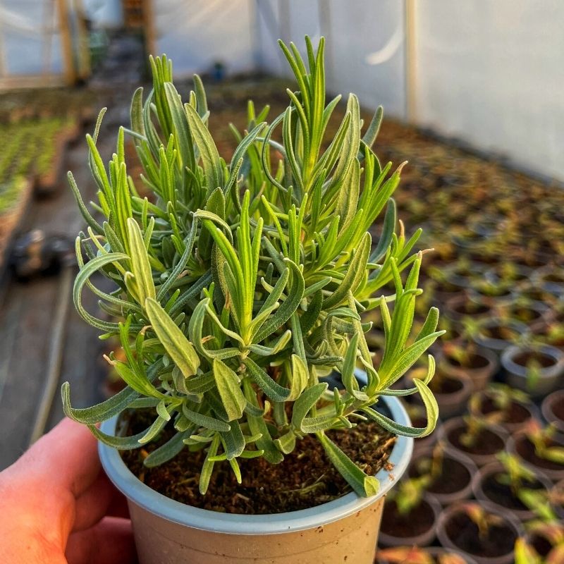 A pot of the Lavender variety 'Blue Star'