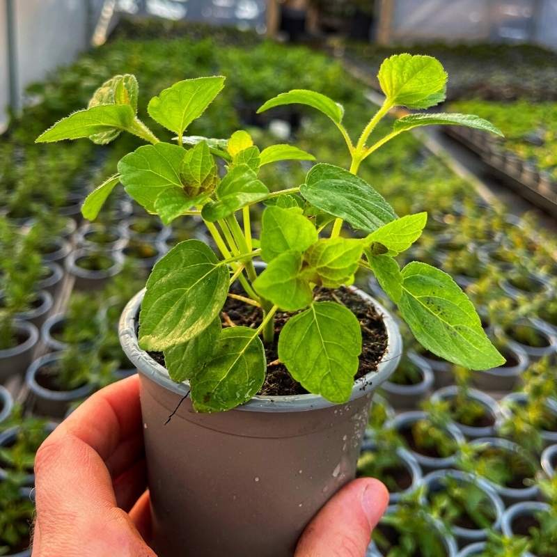 A pot of tangerine sage with vibrant green leaves