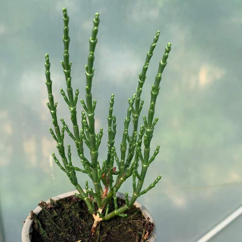 A pot of samphire in a polytunnel