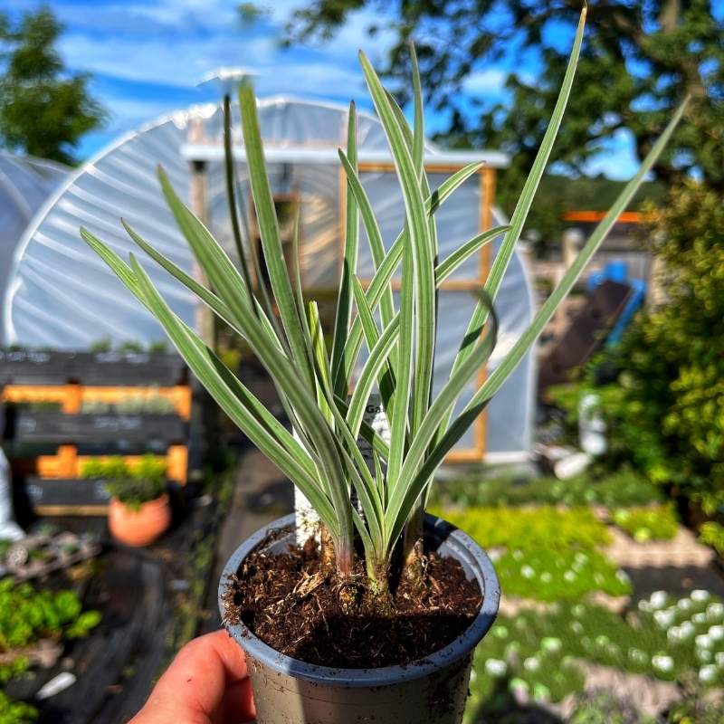 A pot of society garlic in a summer garden