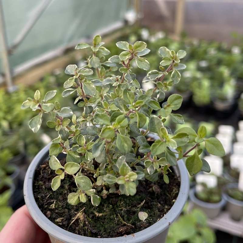 Thyme silver queen in a pot