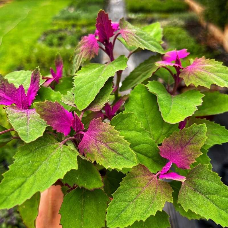 The pretty pink and green leaves of tree spinach