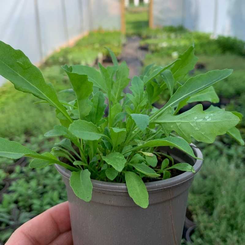 Wild Rocket Plants