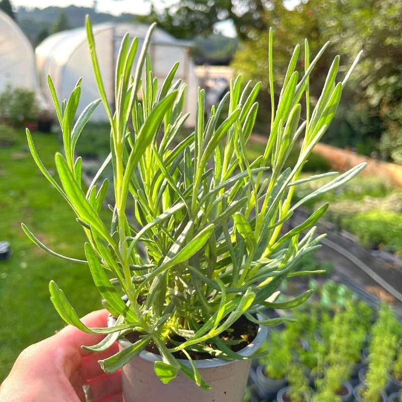 lavender plant herbs Lavender Vera Plants