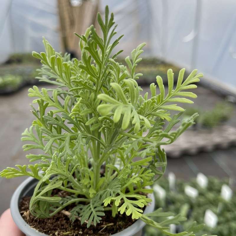 A pot of pretty Lavender Pinnata