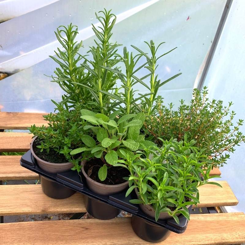 A lucky dip collection of herb plants