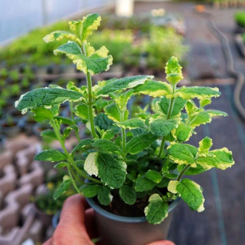 The variegated foliage of Pineapple mint in a pot